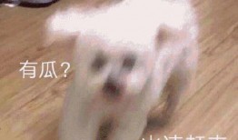 吃瓜娱乐圈懒猫儿,揭秘明星幕后故事